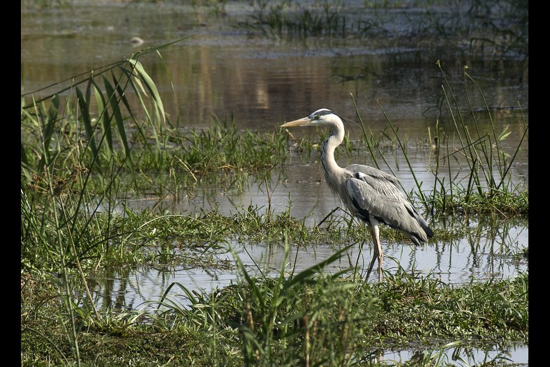 Grey Heron